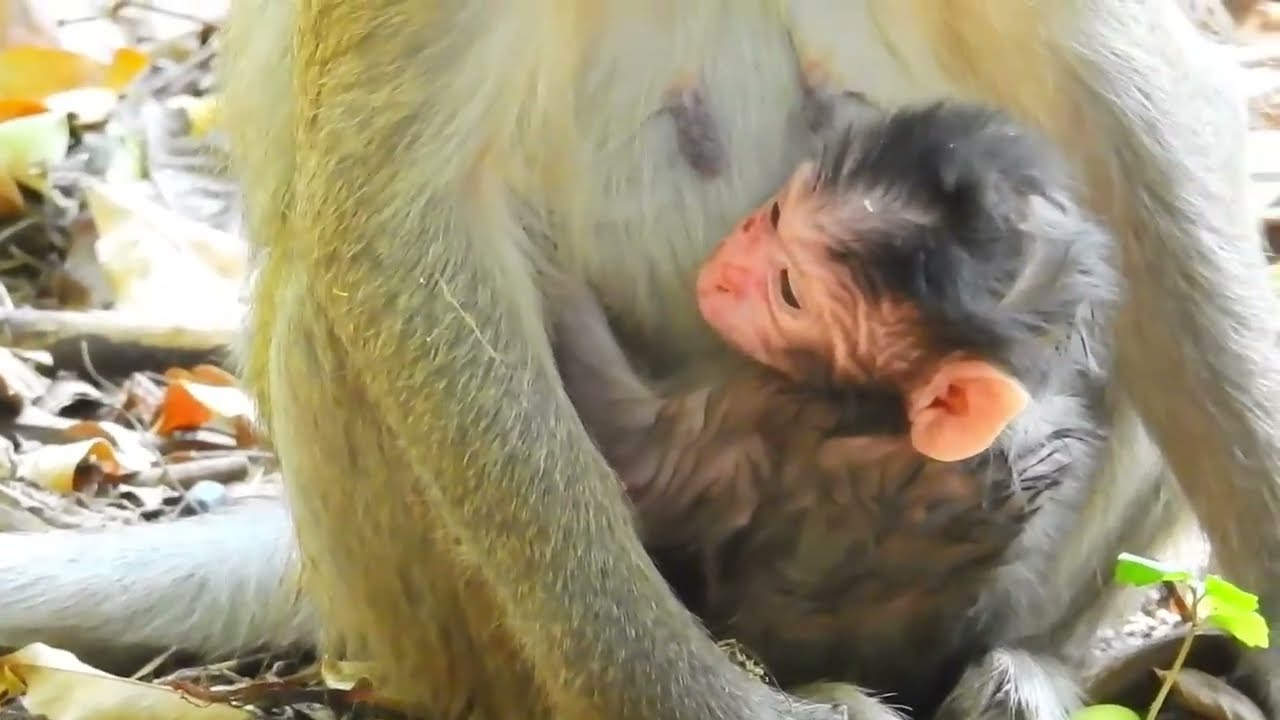 Tearful Moment: Baby Monkey Screaming for Attention