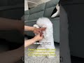It only takes three steps for a dog to learn to "pray". #Bichon Frise #Puppy Training