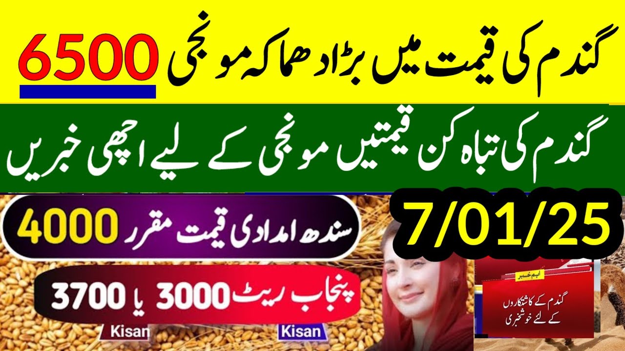 Munji rates 2024 /Gundam rate 2025 /Makki /Wheat Support Price 2025 ...