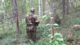 Охота На Глухаря С Лайкой.hunting For Capercaillie With Husky.