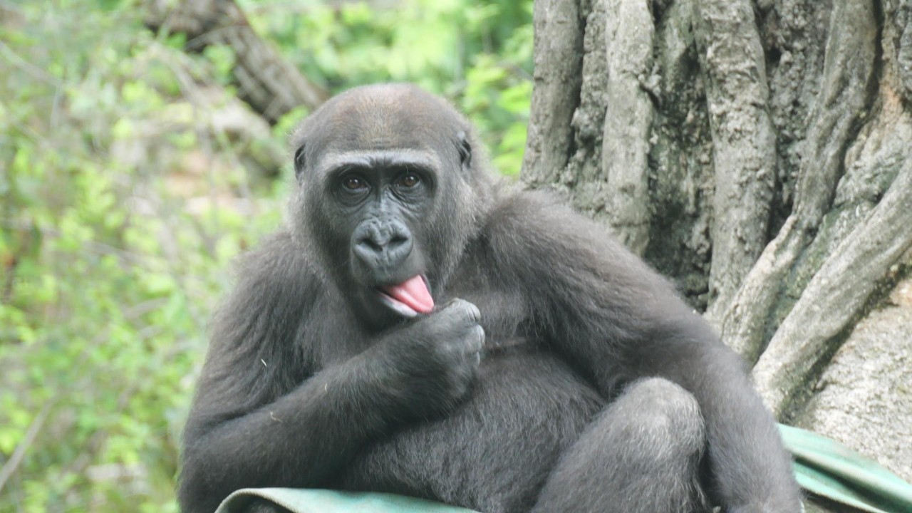 The Gorillas' Battle for the Throne. Cast Your Vote for Sumomo