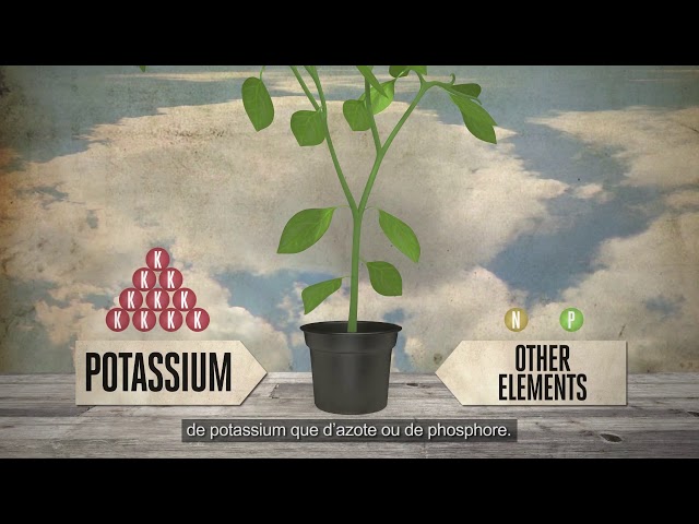 Watch Potassium pour les nourriture des plantes - EP3 S2 avec CANNA on YouTube.