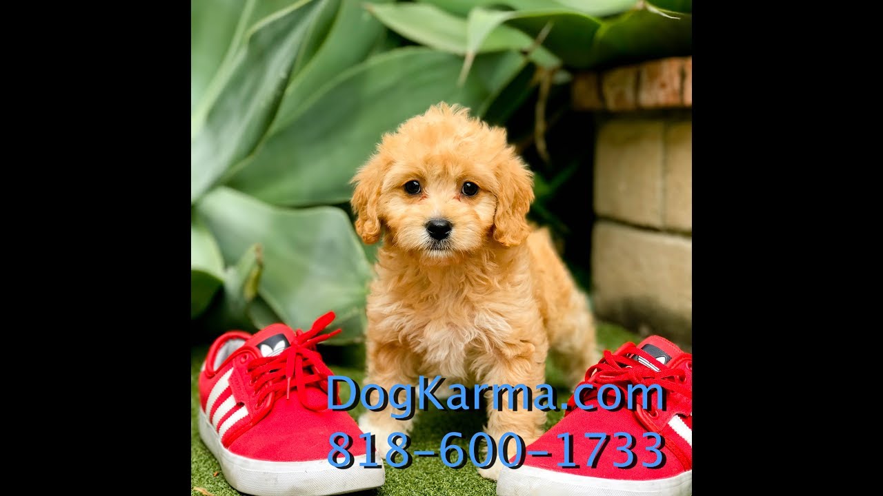 Meet "Ava", our gorgeous Ruby Cavapoo female puppy ready for her ...