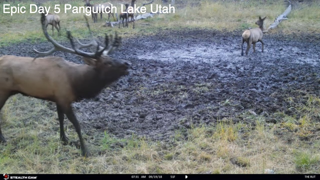 Utah Panguitch Lake Muzzleloader Elk Hunt Day 5 4K video YouTube