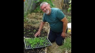 le 02/09/2022 : Que planter après les tomates ?