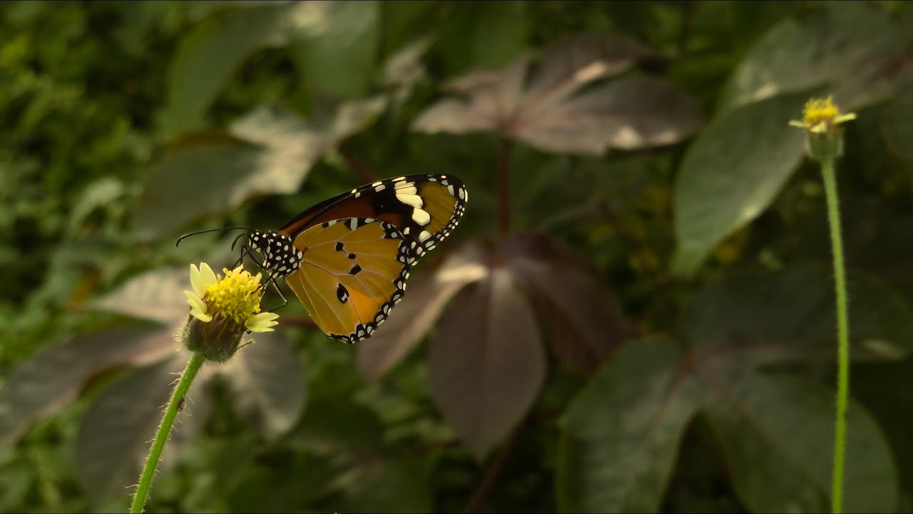 Sony Xperia 5 iv - Camera Test 4K