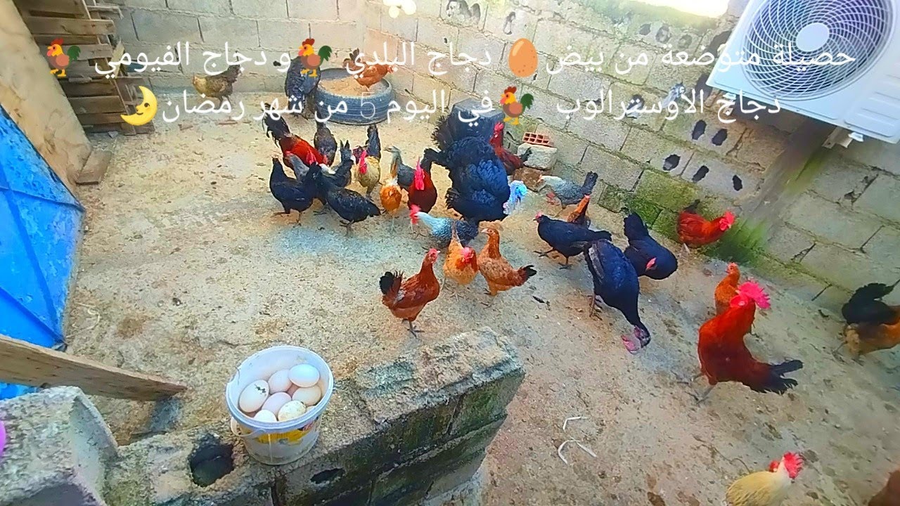 حصيلة متوضعة من بيض🥚 دجاج البلدي 🐓و دجاج الفيومي 🐓دجاج الأوسترالوب  🐓في اليوم 5 من شهر رمضان🌛 