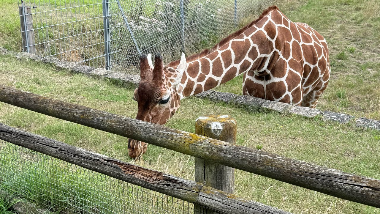 Banham Zoological Gardens