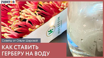 КАК СТАВИТЬ ГЕРБЕРУ НА ВОДУ? Советы от Ольги Шаровой