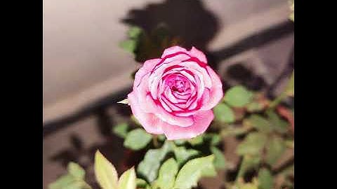 سورة الكوثر - مكررة  - بصوت الشيخ  ميثم التمار ..♡