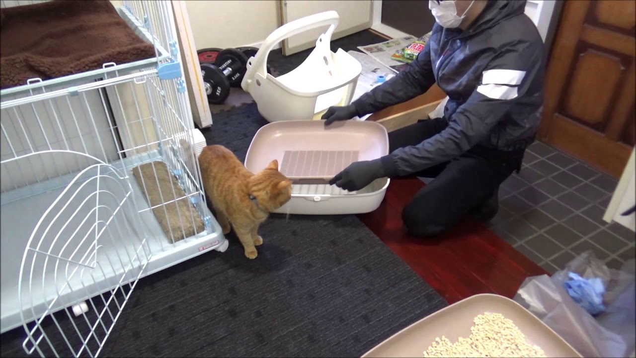 デオトイレ砂交換中の猫 猫のten海 日記 Youtube