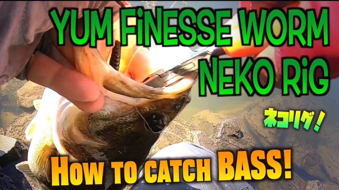 YUM Finesse Worm. Bank bass fishing in California. Bait Finesse Neko rig  brought me a good one! 