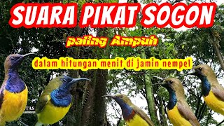 Suara pikat sogon paling ampuh,suara pikat sogon ribut