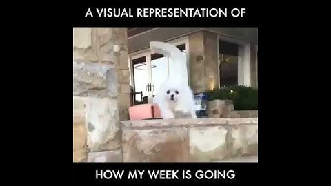 how my week is going -  dog video
