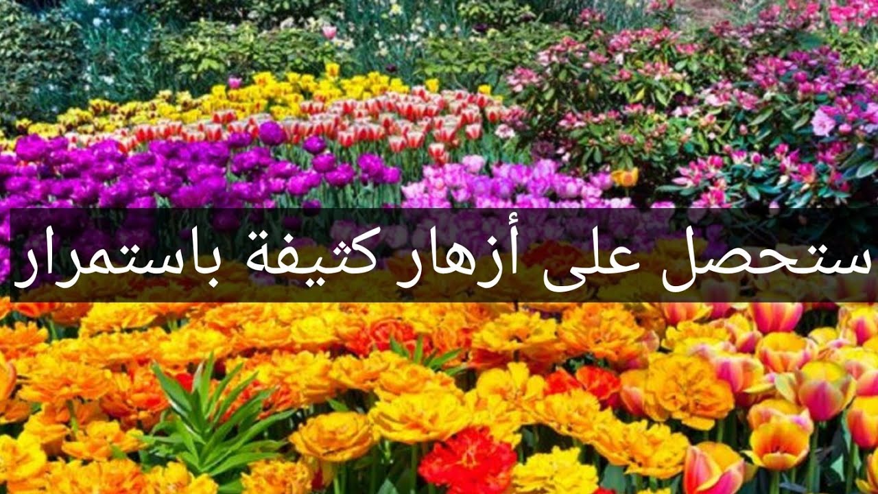 كيف اجعل النبات يزهر باستمرار