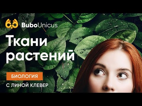 Ткани растений | БИОЛОГИЯ ЕГЭ | Лина Клевер