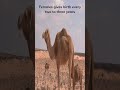 Amazing Facts About Camels