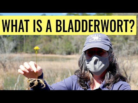 ভিডিও: Utricularia Bladderwort তথ্য - মূত্রাশয় নিয়ন্ত্রণ এবং যত্নের টিপস