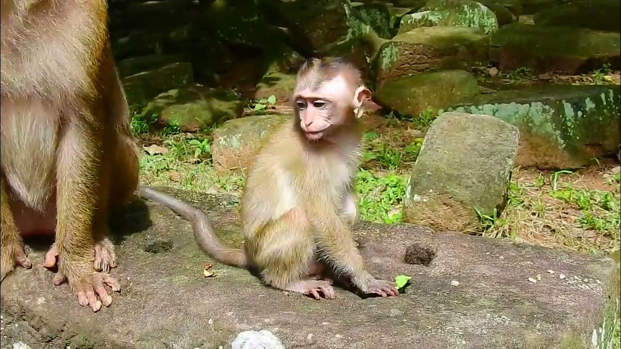 Abandoned Pet Monkey Candy has been domesticed and can't Transition