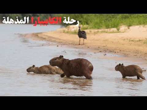 الكابيبارا سيد المياه الهادئة في براري أمريكا الجنوبية