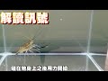 釣蝦聖經#8訊號的解讀!浮標看不懂?拿不定天平的蹺蹺板狀態嗎?看完或許你就會得到答案!