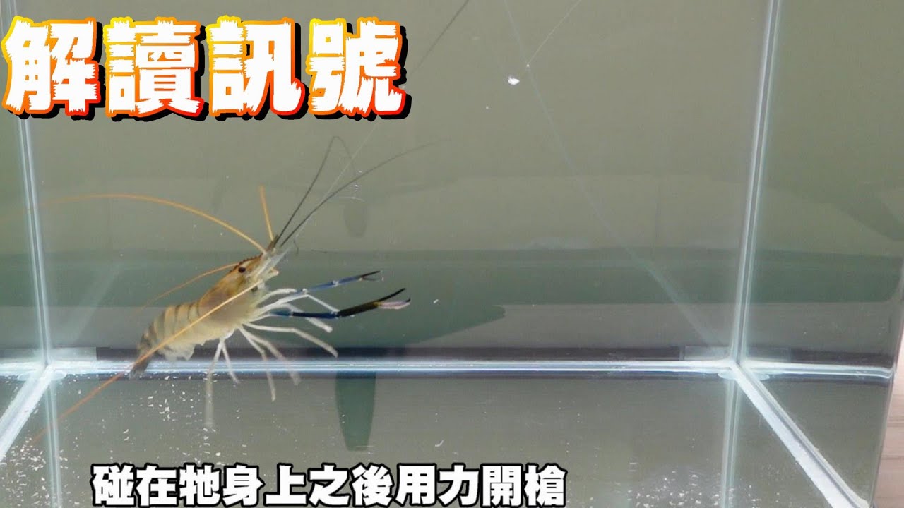 釣蝦聖經#8訊號的解讀!浮標看不懂?拿不定天平的蹺蹺板狀態嗎?看完或許你就會得到答案!