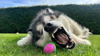 Scary Dog Won't Share His Ball!
