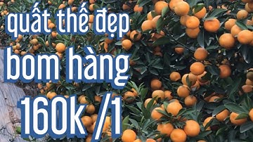 100 cây quất thế đẹp bị bom bán giá 160 k /1 , quất thế đẹp bán tết 2022