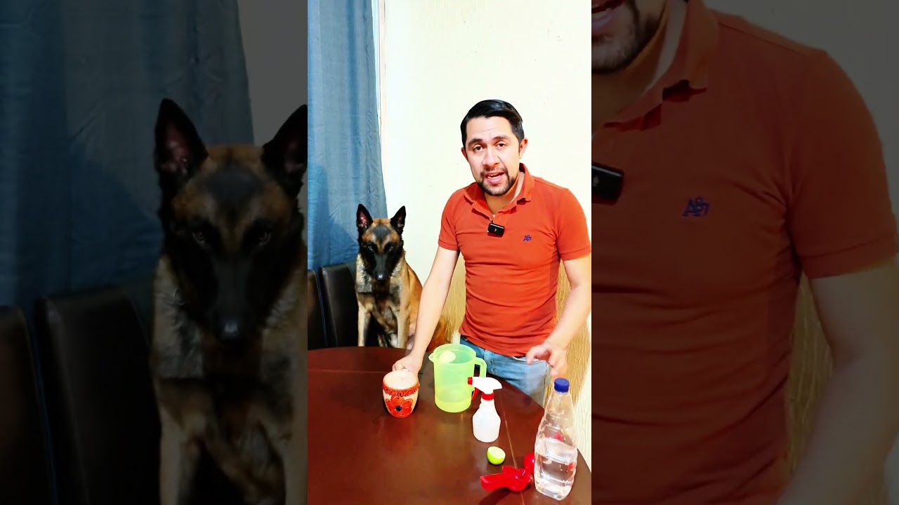 El secreto para que tu casa no huela a perro 👌🏻💯🐶 