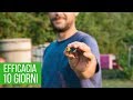 PUNTA NERA del pomodoro ðŸ…ðŸ…ðŸ…SOLUZIONE BIO