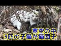 子猫3匹を馴らし始める・保護猫活動のきっかけとなった記録とエピソード②