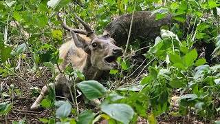 A poor deer paralyzed by bacteria and Komodo poison | Read the description to avoid misinformation
