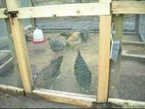 Chicken Coop and Pen Security - YouTube