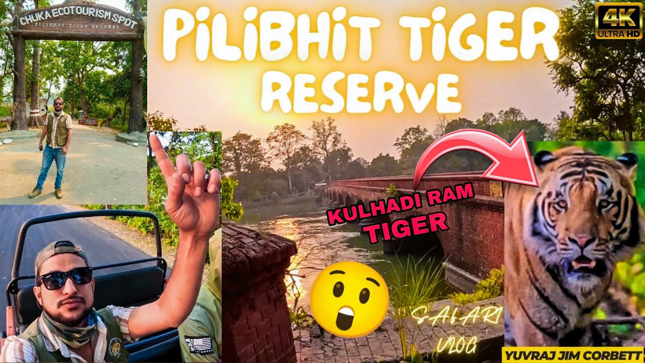 TIGER SIGHTING HO GYI PILIBHIT TIGER RESERVE MAIN 🤩 