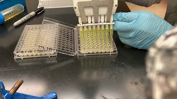 Broth Dilution Assay
