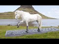 Outhorse your email to icelands horses