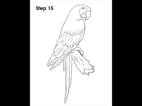 Featured image of post Sun Conure Drawing Black And White With these sun png images you can directly use them in your design project without cutout