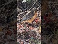 #redshoulderedhawk #birdsofinstagram