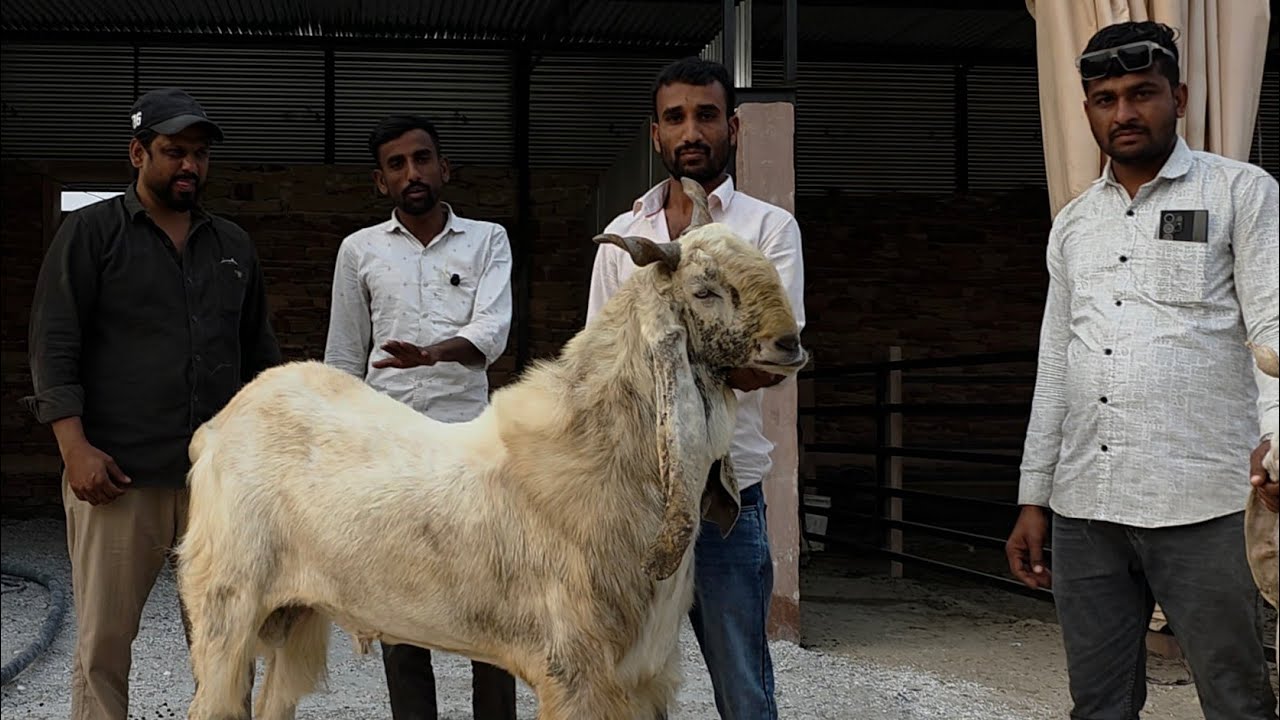 AG Goat Farm Biggest Kota 42 Plus Height | New Setup Ka Full Tour | AG Farm Pipad Jodhpur Rajasthan 