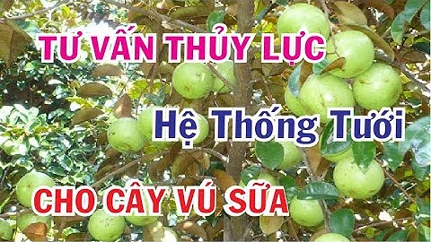 TƯ VẤN THỦY LỰC HỆ THỐNG TƯỚI CHO VƯỜN CÂY VÚ SỮA CÓ XEN CÂY.A HƯNG GIA