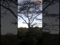 &#39;Spot&#39; the leopard on a tree at Ol Kinyei Conservancy, Maasai Mara