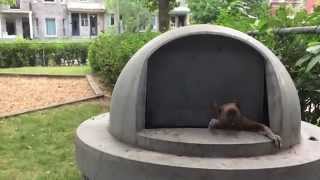 Scared by a squirrel jumping out of a garbage can
