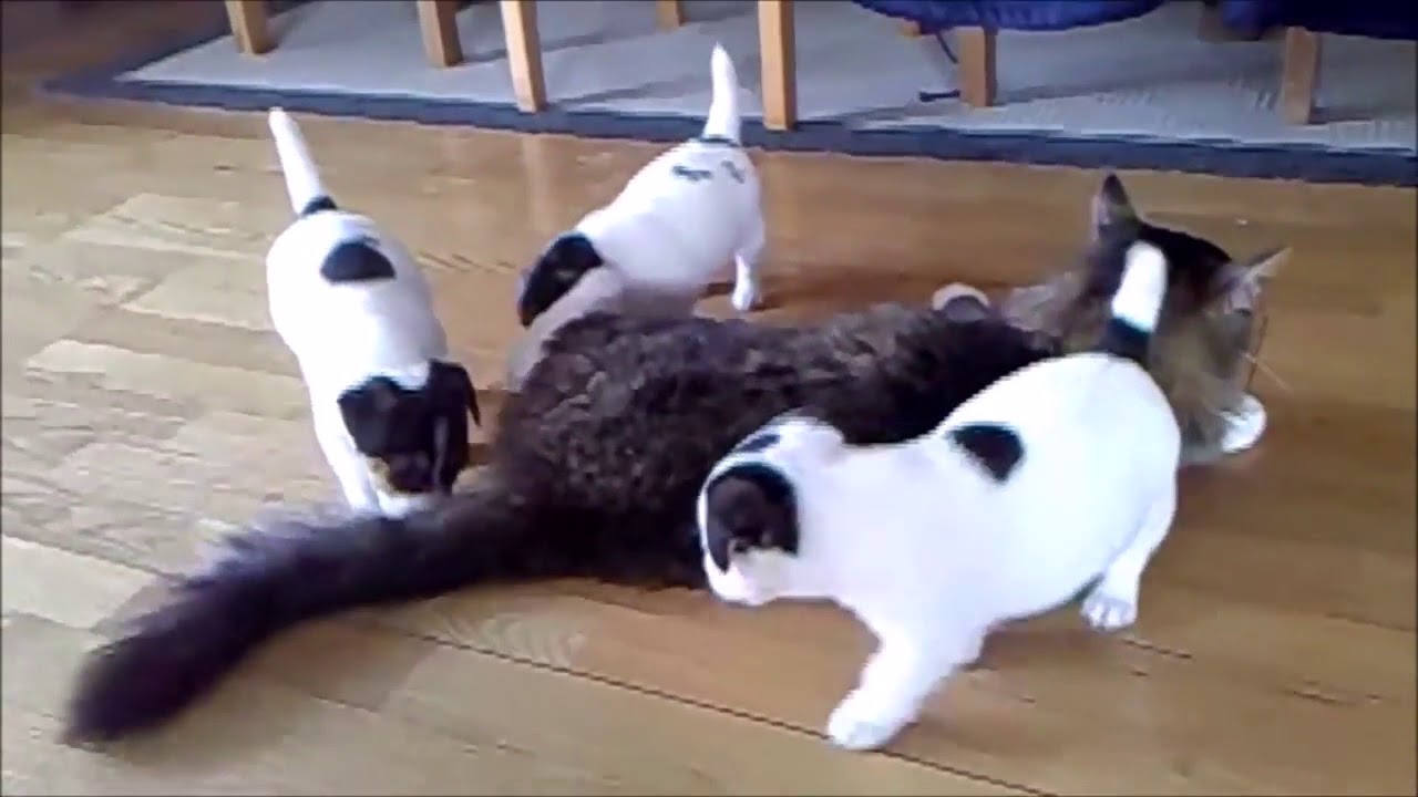 PERROS VS GATOS! MEJOR Perro Y Gato Peleando y Jugando COMPILACIÓN de ...