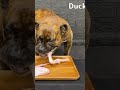 MUKBANG ASMR Dog eating Raw Duck Meats & bones 【American Bully】#shorts