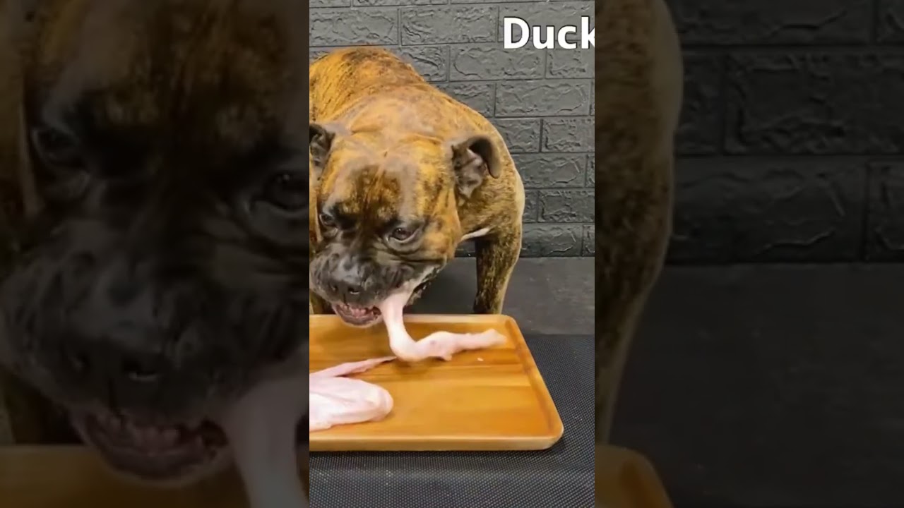 MUKBANG ASMR Dog eating Raw Duck Meats & bones 【American Bully】#shorts