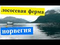 Лососевая ферма Норвегия