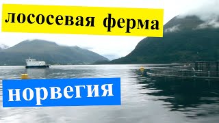 Лососевая ферма Норвегия