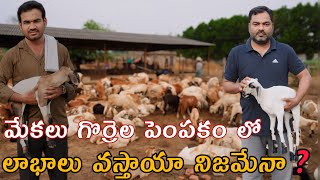 350 గొర్రెలు 50 మేకలు పెంచుతున్నాం | goats sheep's farming Telugu