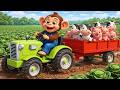 Monkey Funny🐒🚜Farmer Monkey Drives Tractor and Transports Ducks, Cows, Pigs and Radish to the Farm