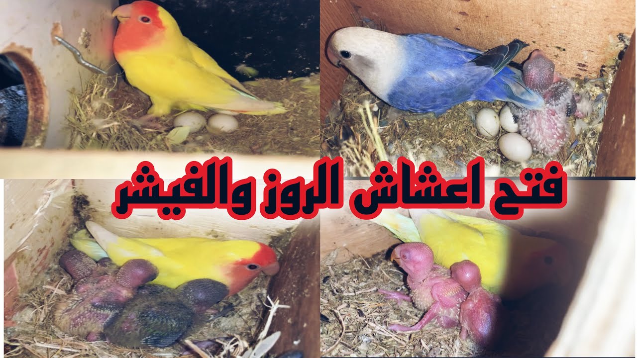 فتح أعشاش الروز والفيشر وشاهدوا روعة الانتاج بفضل الله 😍😍